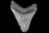 Juvenile Megalodon Tooth - Georgia #75409-1